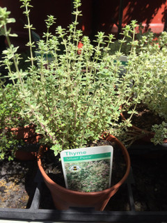 Thyme 'Silver Posie' (11cm)