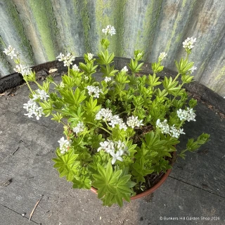Woodruff Sweet (11cm)