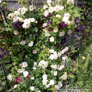 Phyliss Bide -Rambling Rose