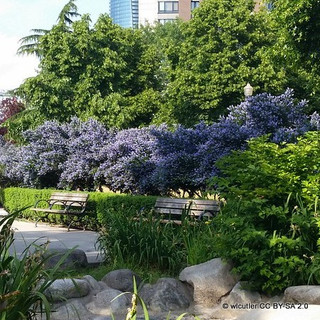 Ceanothus thyrsiflorus repens - 2ltr pot