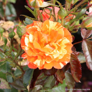 Oranges and Lemons - floribunda rose
