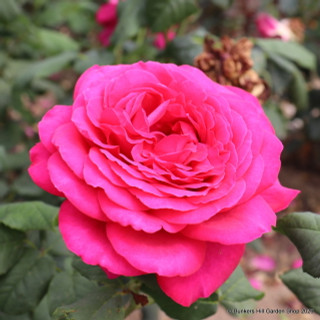 Piccadilly Climbing - Climbing Rose