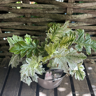 Acanthus spinosus 'Whitewater' - 2ltr pot
