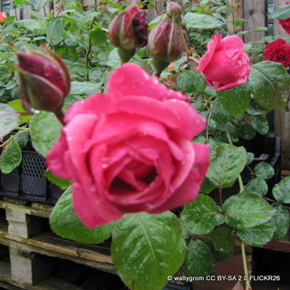 Pink Perpetue - Climbing Rose
