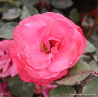 Pink Perpetue - Climbing Rose