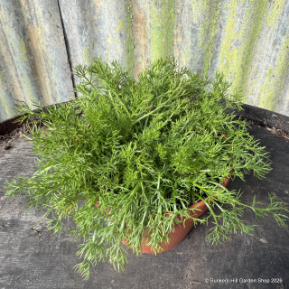 Chamomile - Double Flowered (11cm)