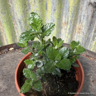 Germander- Hedge (11cm)