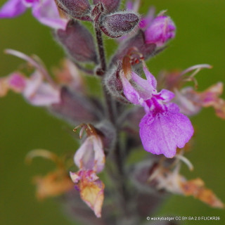 Germander - Trailing (11cm)
