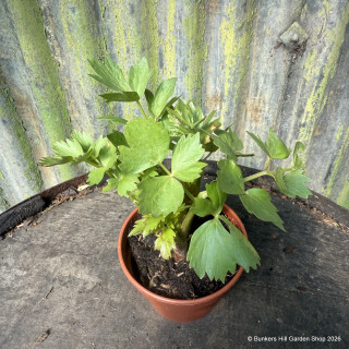 Lovage (11cm)