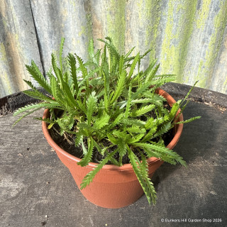 Mace - English 11cm pot