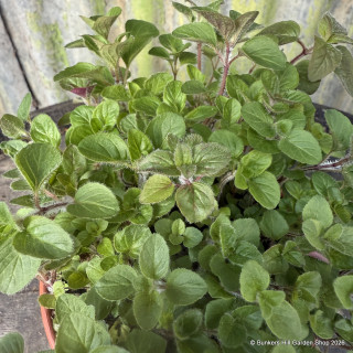 Farfugium japonicum (Wavy Gravy)