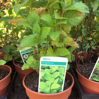 Mint, grapefruit (11cm)