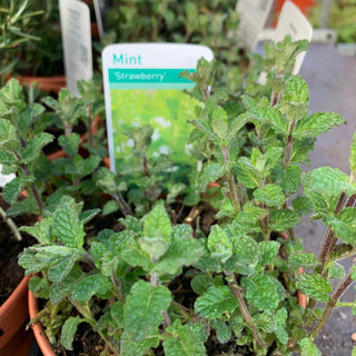 Mint Strawberry (11cm)