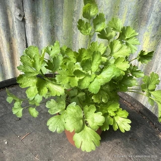 Parsley French (11cm)
