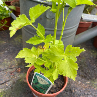 Parsley Japanese (11cm)