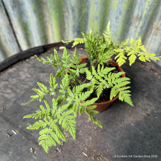 Sweet Cicely (11cm)