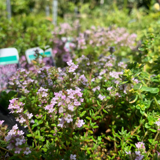 Thyme, Common culinary (11cm)