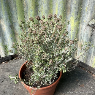 Thyme Orange (11cm)