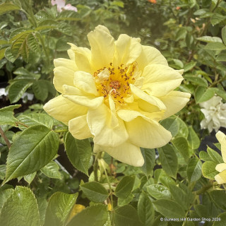 Summertime - climbing rose