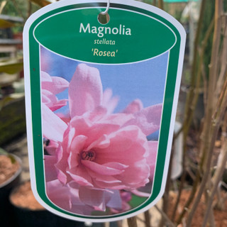 Magnolia stellata 'Rosea' 5ltr pot