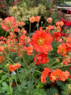 Geum 'Scarlet Tempest' - 3L