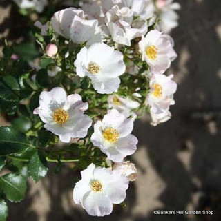 Wedding Day - Climbing Rose