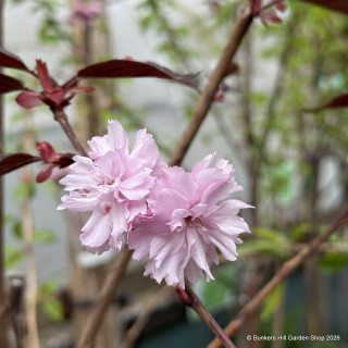 Prunus 'Royal Burgundy' - BAREROOT