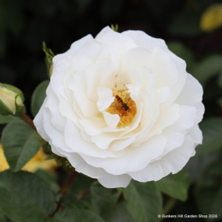 White Cloud - Climbing Rose