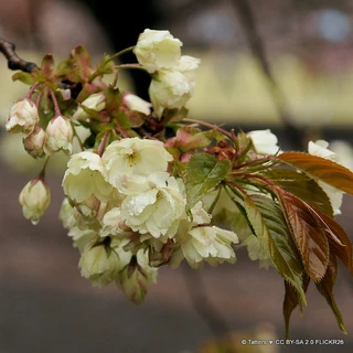 Prunus 'Ukon' (Flowering Cherry) BAREROOT