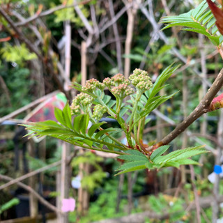 Sorbus commixta 'Embley' - 200/250cm