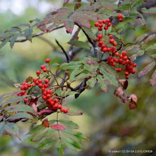Sorbus commixta 'Embley' BAREROOT