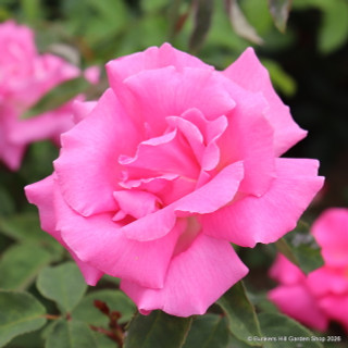 Zepherine Drouhin - Climbing Rose