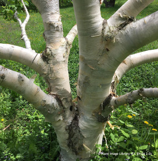 Betula ermanii (Erman's Birch) - 200/250cm