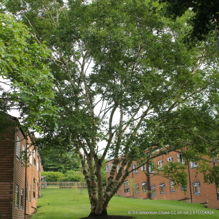 Betula ermanii (Erman's Birch) BAREROOT
