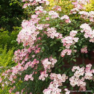 Ballerina - Shrub Rose