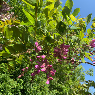Robinia hispida 'Rosea' Robinia hispida 'Rosea'