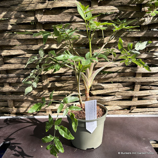 Mathiasella bupleuroides ‘Green Dream’