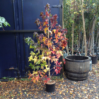 Liquidambar styraciflua  - 175/200cm (10ltr)