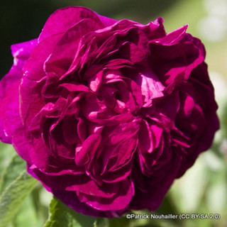 Charles De Mills - Gallica Rose