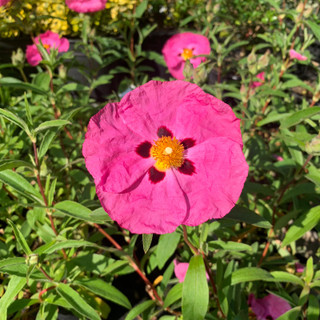 Cistus purpureus - 5ltr pot