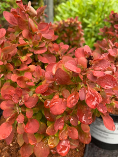 Berberis 'Lutin Rouge'