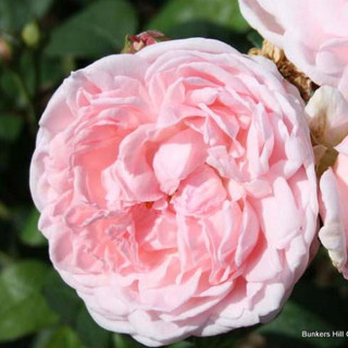 Maiden's Blush - Alba rose