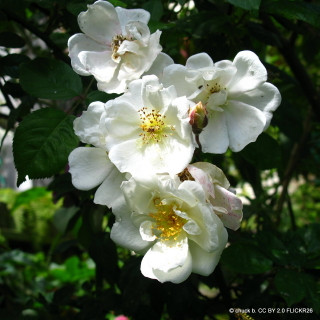 Moonlight - Shrub Rose