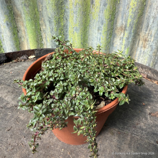 Thyme 'Caraway' (11cm)