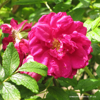 Roseraie de L'Hay - Shrub Rose