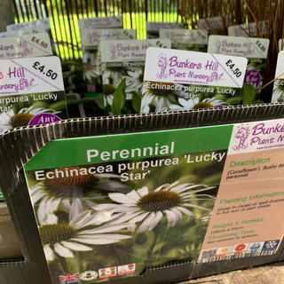 Echinacea purpurea 'Lucky Star' 1ltr
