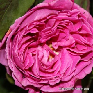 William Shakespeare - Old English shrub rose
