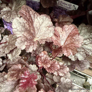 Heuchera 'Plum Pudding' 1ltr pot