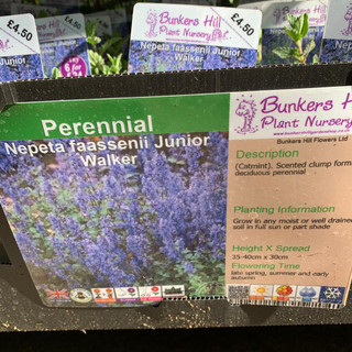 Nepeta faassenii 'Junior Walker' (Catmint) 1ltr