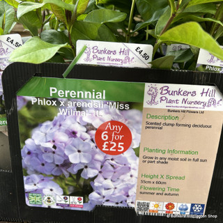 Phlox x arensdii 'Miss Wilma' 1ltr pot